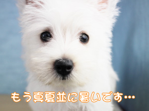 こんなに毎日暑いですが…
